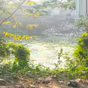 ১২ ঘণ্টা নিখোঁজ থাকার পর বাড়ির পুকুরেই মিলল ২ বছরের শিশুর মৃতদেহ! অপহরণ ও খুনের অভিযোগে উত্তাল মালদহ