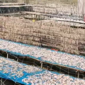 ভারত-বাংলাদেশ সম্পর্কের শীতলতা ও আন্তর্জাতিক শুল্কের খাঁড়া! অস্তিত্বের সংকটে সুন্দরবনের শুঁটকি শিল্প