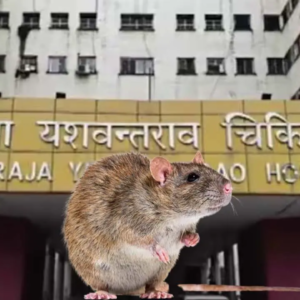 রোগীর বিছানায় শয়ে শয়ে ইঁদুর! মধ্যপ্রদেশের সরকারি হাসপাতালের ভাইরাল ভিডিও দেখে শিউরে উঠছে দেশ