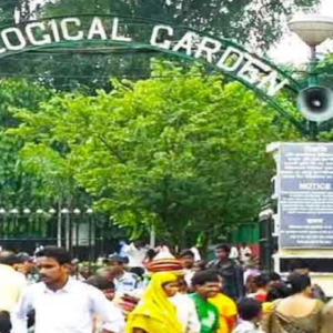 আলিপুর চিড়িয়াখানায় শোকের ছায়া! ফের রয়্যাল বেঙ্গল বাঘিনীর মৃত্যু, ৩ মাসে প্রাণ গেল ৩টি বাঘের