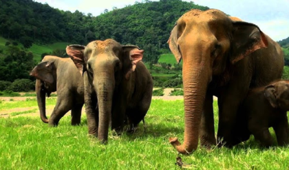 মাদারিহাটে গজরাজের তাণ্ডব! জলদাপাড়া থেকে বেরিয়ে দুই গ্রামে হাতির হানা, ঘরবাড়ি হারিয়ে বিপাকে বাসিন্দারা