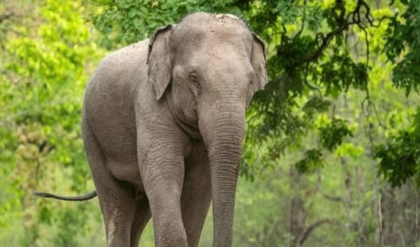 বড়দিনের সকালে জটেশ্বরে তাণ্ডব গজরাজের! হাতির হানায় ১ জনের মৃত্যু, জখম ২; চাঞ্চল্য আলিপুরদুয়ারে