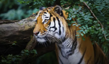 বড়দিনে বাঘমামার দর্শন! আলিপুর চিড়িয়াখানায় উপচে পড়া ভিড়, খুদেদের মন জিতল শিম্পাঞ্জি ‘বাবু’