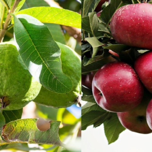 আপেল নাকী পেয়ারা, কোনটিতে উপকার বেশি? জানুন বিস্তারে