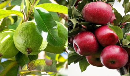 আপেল নাকী পেয়ারা, কোনটিতে উপকার বেশি? জানুন বিস্তারে