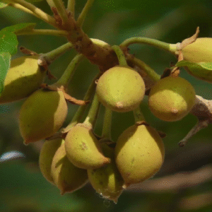 আয়ুর্বেদের সুপারফুড ‘মহুয়া’! গাছের ফুল থেকে তেল—সবকিছুতেই লুকিয়ে আছে হাজারো স্বাস্থ্য উপকারিতা