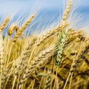 সারাদিনের কাজ আধ ঘণ্টায়! উত্তরবঙ্গের গ্রামাঞ্চলে থ্রেসার মেশিন বিপ্লব, সোনালি ধানের মরশুমে হাসি ফুটল চাষিদের মুখে