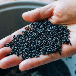 কালো চাল ক্যানসার ঠেকিয়ে রাখতে সত্যি কি সহায়ক? জানুন বিশেষজ্ঞদের মত