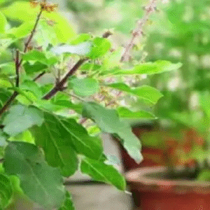 তুলসি পাতারও রয়েছে একাধিক ঔষধিগুণ, কী কী উপকার মিলবে জানুন