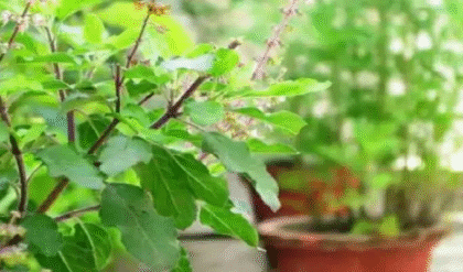 তুলসি পাতারও রয়েছে একাধিক ঔষধিগুণ, কী কী উপকার মিলবে জানুন