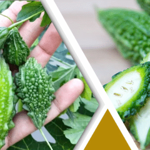 করলা অপছন্দ, কী কী গুণ লুকিয়ে জানেন? তাহলে পড়ুন