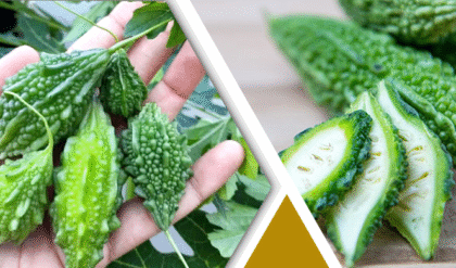 করলা অপছন্দ, কী কী গুণ লুকিয়ে জানেন? তাহলে পড়ুন