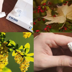 ওজেম্পিক ও বারবারিনের মধ্যে পার্থক্য কী? ক্ষুধা কমিয়ে ওজন কমায় GLP-1 ওষুধ, আর বারবারিন কাজ করে কোষের AMPK সক্রিয় করে!