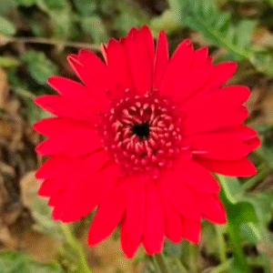 উপকূলীয় জেলায় বেঙ্গালুরুর জারবেরা চাষের সাফল্য: মাসে ৫০-৬০ হাজার টাকা আয়ের পথ দেখাচ্ছেন কৃষি বিশেষজ্ঞ