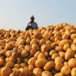 আলু সংরক্ষণে মেয়াদবৃদ্ধি: চাষিদের সাময়িক স্বস্তি, কিন্তু হিমঘরের ভাড়া বাড়ায় নতুন করে লোকসানের আশঙ্কায় ব্যবসায়ীরা