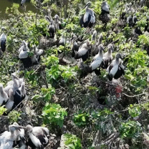 শীতের স্বর্গরাজ্য কেলেঘাই নদী! সাইবেরিয়ান ক্রেন ও জলপিপির রঙিন ভিড়, দেখুন পরিযায়ী পাখিদের মনোমুগ্ধকর দৃশ্য