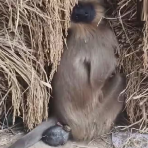 “আমাকে বাঁচান…” মৃত সন্তান প্রসবের যন্ত্রণায় মানুষের দোরগোড়ায় মা হনুমান! চোখে জল আনল পিংলার দৃশ্য