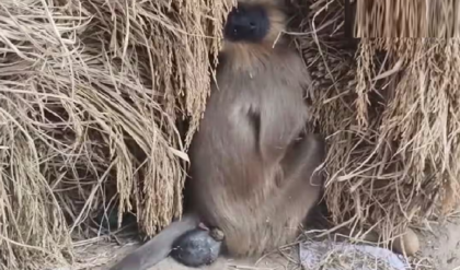 “আমাকে বাঁচান…” মৃত সন্তান প্রসবের যন্ত্রণায় মানুষের দোরগোড়ায় মা হনুমান! চোখে জল আনল পিংলার দৃশ্য