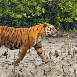 ধান কাটা বন্ধ, সন্ধের পর ঘরবন্দি স্থানীয়রা! বাঘের ভয়ে থমকে সুন্দরবনের জীবনযাত্রা, নজরদারি বাড়াল বন দফতর