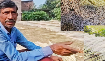 বিদেশে ব্যাপক চাহিদা, দামোদরের চরের আগাছা ফুল বিক্রি করেই চলছে দুর্গাপুরের ১০০ পরিবারের জীবিকা!