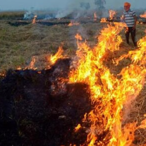 চাষির পেটে লাথি! হিঙ্গলগঞ্জে ধানের স্তূপে ভয়াবহ আগুন, চক্রান্ত করে এক বিঘা জমির ফসল পুড়িয়ে দেওয়ার অভিযোগ