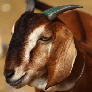 প্রিয় ছাগল নিখোঁজ! থানায় ছোটেন মালিক, হারানো পোষ্যকে জঙ্গল থেকে উদ্ধার করে নজির গড়ল পুলিশ