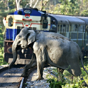 রেললাইনে আর মরবে না হাতি! বন্যপ্রাণী বাঁচাতে ভারতীয় রেলের ‘মাস্টারস্ট্রোক’, অবাক করবে এই প্রযুক্তি