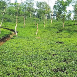 বকেয়া মজুরি ও বোনাস নিয়ে তীব্র ক্ষোভ! জলপাইগুড়ির নাগেশ্বরী চা বাগানে শুরু হলো ‘মরণপণ’ আন্দোলন