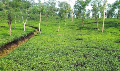 বকেয়া মজুরি ও বোনাস নিয়ে তীব্র ক্ষোভ! জলপাইগুড়ির নাগেশ্বরী চা বাগানে শুরু হলো ‘মরণপণ’ আন্দোলন