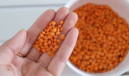 তাড়াহুড়ো নয়, মসুর ডাল রান্নার আগে ভিজিয়ে রাখবেন যেকারণে?