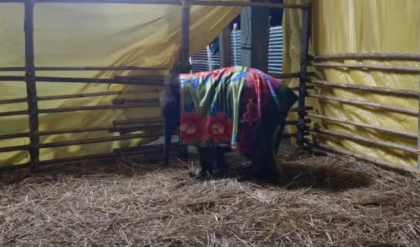 ডুয়ার্সে হাড়কাঁপানো ঠান্ডা! জলদাপাড়ার খুদে ‘লাকি’-র সুরক্ষায় কম্বল ও রুম হিটার