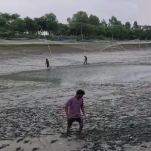 মাছ চাষে বাম্পার ফলন চান? বসিরহাটের অভিজ্ঞ চাষিদের এই ‘সিক্রেট’ টিপস মিস করবেন না!
