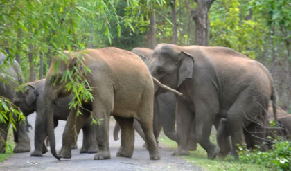 রাত নামলেই যমদূত দাঁতাল! ঝাড়গ্রামে ঘরবাড়ি ও ফসলের ব্যাপক ক্ষয়ক্ষতি