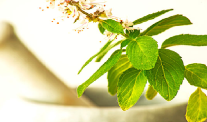 ৫টি শারীরিক সমস্যা থেকে মুক্তি পেতে যে পাতার রস খাবেন?