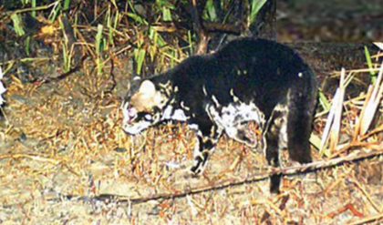 বাঘের ডেরায় এ কোন ‘ভয়ঙ্কর’ সুন্দর? সুন্দরবনের ট্র্যাপ ক্যামেরায় ধরা পড়ল বিরলতম ব্ল্যাক প্যান্থারের খুদে সংস্করণ