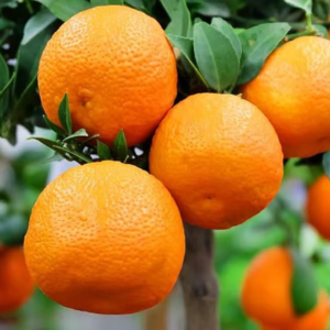 এবার মুর্শিদাবাদের মাটিতে ভুটানের মিষ্টি কমলা! দার্জিলিং ও নাগপুরের একচেটিয়া বাজার ভাঙতে নতুন উদ্যোগ