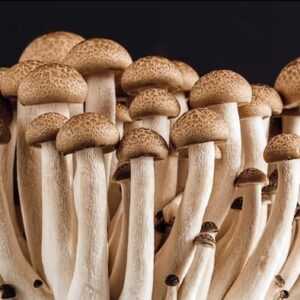 গোমড়া মুখে হাসি ফোটাবে মাশরুম, কি ভাবছেন? হ্যাঁ এটাই সত্য, বিস্তারিত জানতে পড়ুন