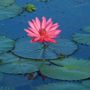 শাপলা কী? এর কিছু অবাক করা গুন আপনাকে চমকে দেবে