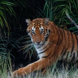 পাথরপ্রতিমায় বাঘের আতঙ্ক কমল! বনকর্মীদের ফাঁকি দিয়ে বুদ্ধিমান বাঘ ফিরে গেল ধনচির জঙ্গলে, স্বস্তিতে স্থানীয়রা