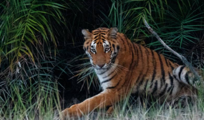 পাথরপ্রতিমায় বাঘের আতঙ্ক কমল! বনকর্মীদের ফাঁকি দিয়ে বুদ্ধিমান বাঘ ফিরে গেল ধনচির জঙ্গলে, স্বস্তিতে স্থানীয়রা