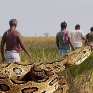 জঙ্গলমহলে ফের চন্দ্রবোড়ার আতঙ্ক! সাপে কামড়ে বাড়ছে মৃত্যুর হার, ‘সর্পবন্ধু’ মলয় ঘোষের দ্বারস্থ হচ্ছেন গ্রামবাসীরা