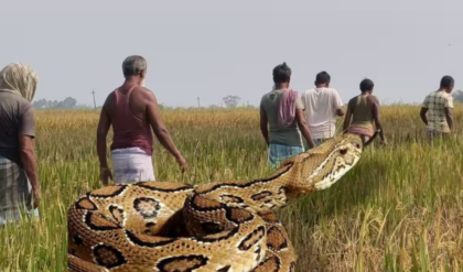 জঙ্গলমহলে ফের চন্দ্রবোড়ার আতঙ্ক! সাপে কামড়ে বাড়ছে মৃত্যুর হার, ‘সর্পবন্ধু’ মলয় ঘোষের দ্বারস্থ হচ্ছেন গ্রামবাসীরা