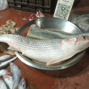 পার্শে মাছের ওজন আড়াই কেজি! তিস্তা নদীতে বিরল দর্শন, মৎস্য বিশেষজ্ঞরাও চমকে গেলেন