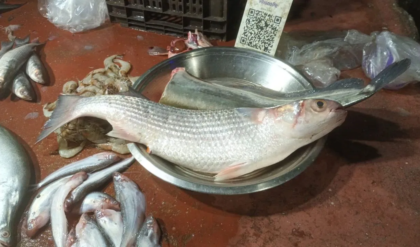 পার্শে মাছের ওজন আড়াই কেজি! তিস্তা নদীতে বিরল দর্শন, মৎস্য বিশেষজ্ঞরাও চমকে গেলেন