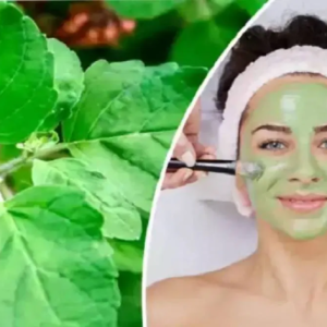 ত্বকে থাকবে না কোনো দাগছোপ, তুলসীপাতা তুলে মুখে মাখুন এভাবে! মেয়েরা জেনেনিন অবশ্যই