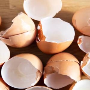 ডিম খাওয়ার পর খোসা ফেলে দেন? জানেন ডিমের খোসারও রয়েছে বহু গুনাগুন? জেনেনিন