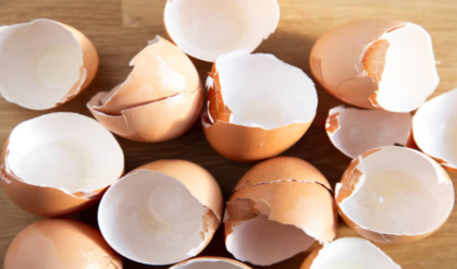 ডিম খাওয়ার পর খোসা ফেলে দেন? জানেন ডিমের খোসারও রয়েছে বহু গুনাগুন? জেনেনিন