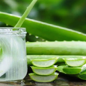 ক্লান্তি ও অবসাদ দূর করে অ্যালোভেরা, এর রয়েছে আরো গুন্! জানলে অবাক হবেন গ্যারান্টি
