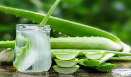 ক্লান্তি ও অবসাদ দূর করে অ্যালোভেরা, এর রয়েছে আরো গুন্! জানলে অবাক হবেন গ্যারান্টি