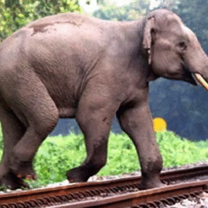 রেললাইনে মর্মান্তিক মৃত্যুমিছিল! মালগাড়ির ধাক্কায় ধূপগুড়িতে হাতির দলের দুই সদস্যের মৃত্যু, ক্ষোভ উগরে দিলেন স্থানীয়রা